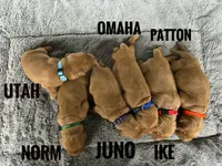 Utah, a male Golden Retriever for sale in Springfield, AR – 5 of 7