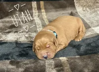 Utah, a male Golden Retriever for sale in Springfield, AR – 1 of 7