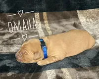 Omaha, a male Golden Retriever for sale in Springfield, AR – 2 of 7