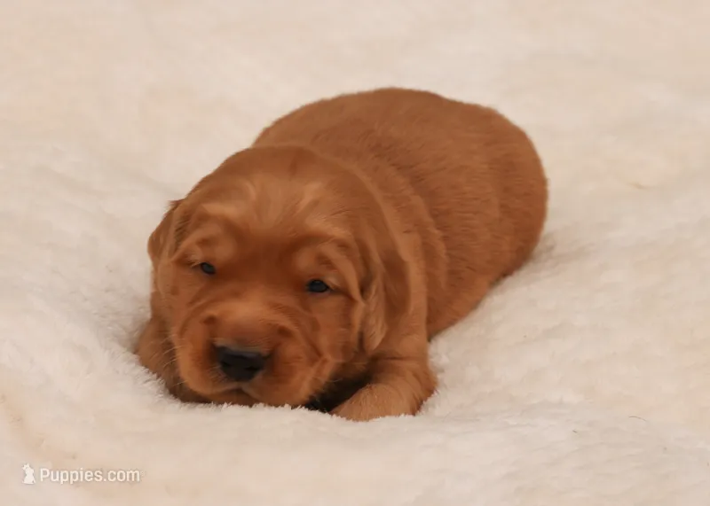 Patton – Golden Retriever puppy for sale in Springfield, AR