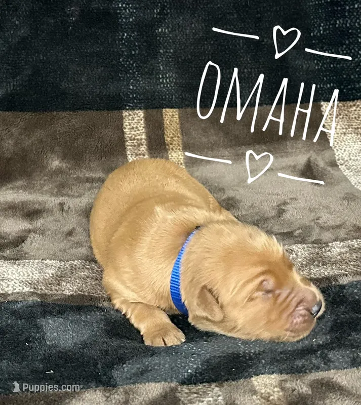 Omaha – Golden Retriever puppy for sale in Springfield, AR