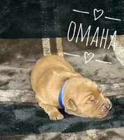 Omaha, a male Golden Retriever for sale in Springfield, AR – 1 of 7