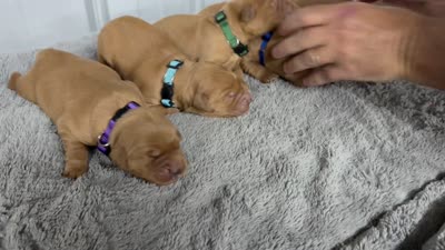Omaha, a male Golden Retriever for sale in Springfield, AR – 7 of 7