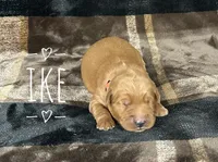 Ike, a male Golden Retriever for sale in Springfield, AR – 2 of 8