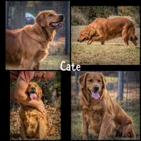 Omaha, a male Golden Retriever for sale in Springfield, AR – 4 of 7