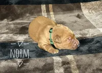 Norm, a male Golden Retriever for sale in Springfield, AR – 2 of 7