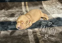 Patton, a male Golden Retriever for sale in Springfield, AR – 2 of 7