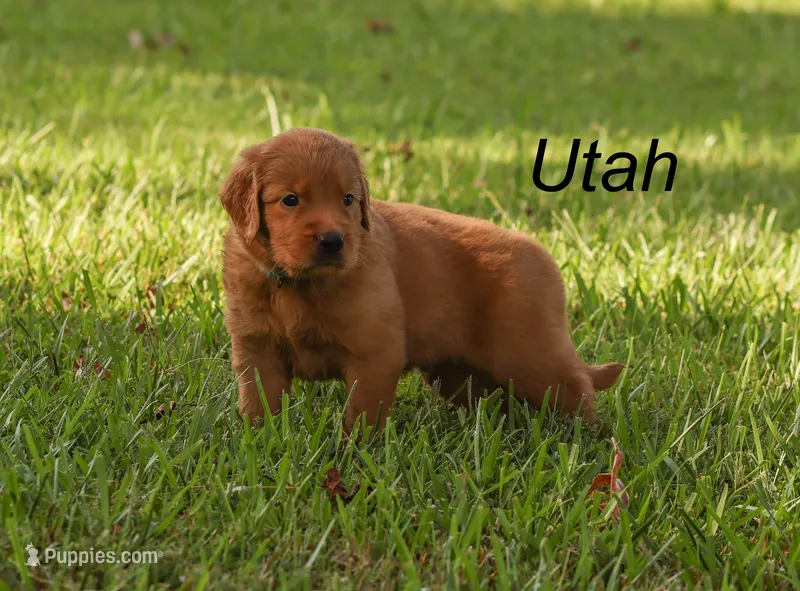 Utah – Golden Retriever puppy for sale in Springfield, AR