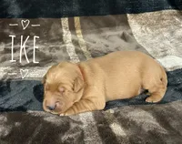 Ike, a male Golden Retriever for sale in Springfield, AR – 3 of 8