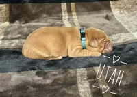 Utah, a male Golden Retriever for sale in Springfield, AR – 2 of 7