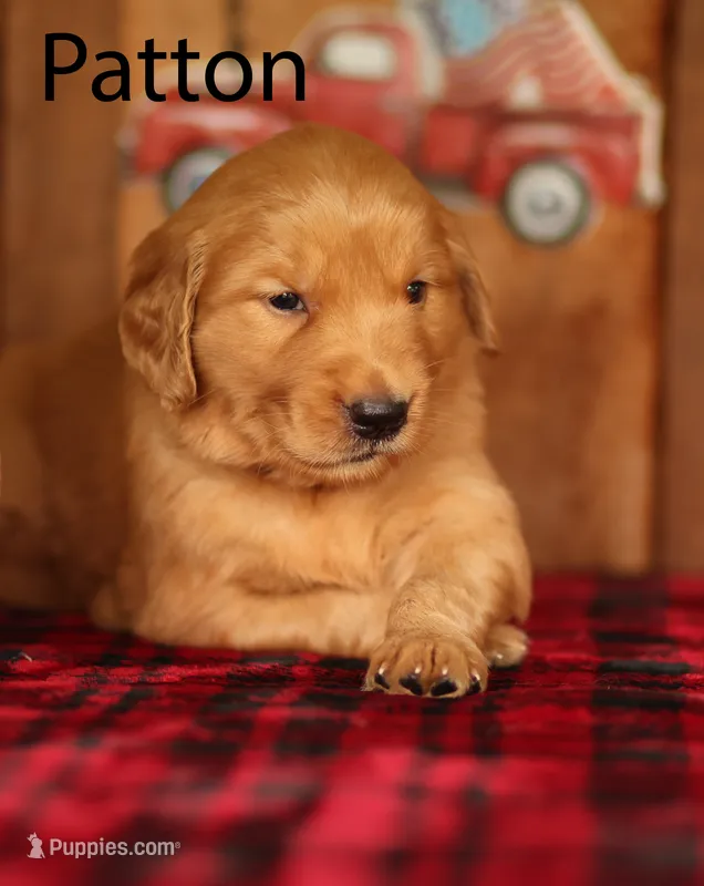 Patton – Golden Retriever puppy for sale in Springfield, AR