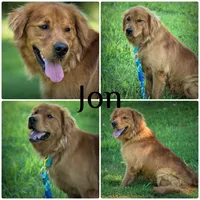 Norm, a male Golden Retriever for sale in Springfield, AR – 6 of 7