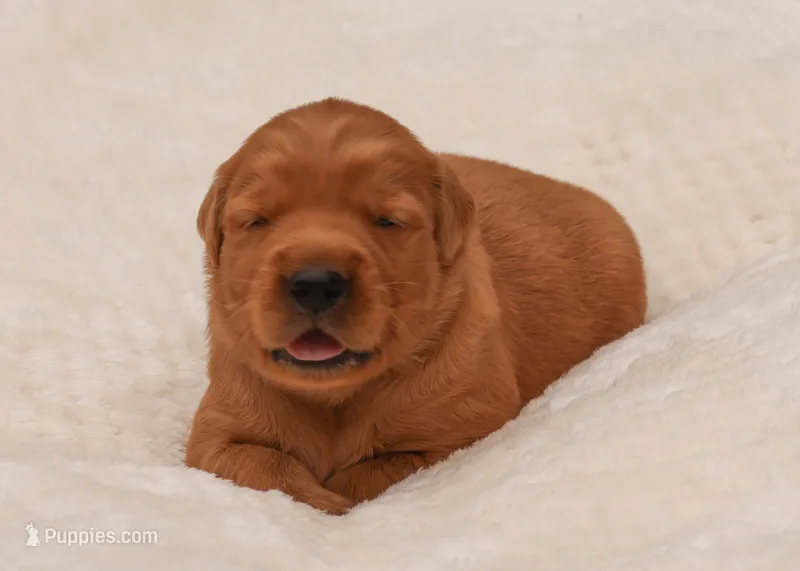 Omaha – Golden Retriever puppy for sale in Springfield, AR