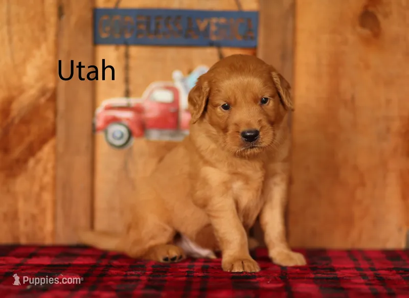 Utah – Golden Retriever puppy for sale in Springfield, AR