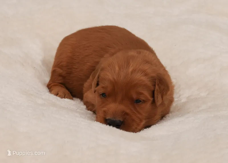 Norm – Golden Retriever puppy for sale in Springfield, AR