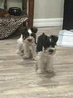 Roscoe, a male Miniature Schnauzer for sale in Mobile, AL – Photo 4 of 8