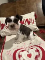 Roscoe, a male Miniature Schnauzer for sale in Mobile, AL – Photo 6 of 8