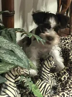 Roscoe, a male Miniature Schnauzer for sale in Mobile, AL – Photo 2 of 8