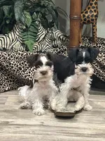 Roscoe, a male Miniature Schnauzer for sale in Mobile, AL – Photo 3 of 8
