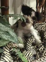 Roscoe, a male Miniature Schnauzer for sale in Mobile, AL – Photo 1 of 8