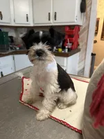 Bandit, a male Miniature Schnauzer for sale in Mobile, AL – Photo 4 of 5