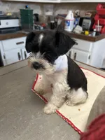 Bandit, a male Miniature Schnauzer for sale in Mobile, AL – Photo 3 of 5