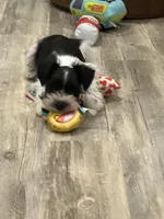 Bandit, a male Miniature Schnauzer for sale in Mobile, AL – Photo 2 of 5