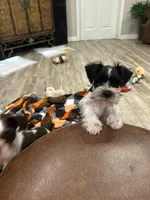 Bandit, a male Miniature Schnauzer for sale in Mobile, AL – Photo 5 of 5