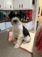 Bandit, a male Miniature Schnauzer for sale in Mobile, AL – Photo 1 of 5