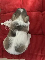 Prissy, a female Miniature Schnauzer for sale in Mobile, AL – Photo 10 of 10