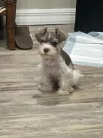 Prissy, a female Miniature Schnauzer for sale in Mobile, AL – Photo 7 of 10