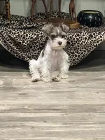 Prissy, a female Miniature Schnauzer for sale in Mobile, AL – Photo 5 of 10