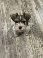 Prissy, a female Miniature Schnauzer for sale in Mobile, AL – Photo 4 of 10