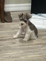 Prissy, a female Miniature Schnauzer for sale in Mobile, AL – Photo 2 of 10