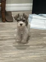 Prissy, a female Miniature Schnauzer for sale in Mobile, AL – Photo 1 of 10