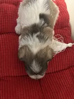 Prissy, a female Miniature Schnauzer for sale in Mobile, AL – Photo 8 of 10