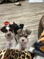 Prissy, a female Miniature Schnauzer for sale in Mobile, AL – Photo 6 of 10