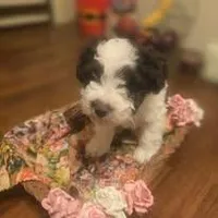 Ricky, a male Miniature Schnauzer for sale in Wichita, KS – Photo 7 of 7