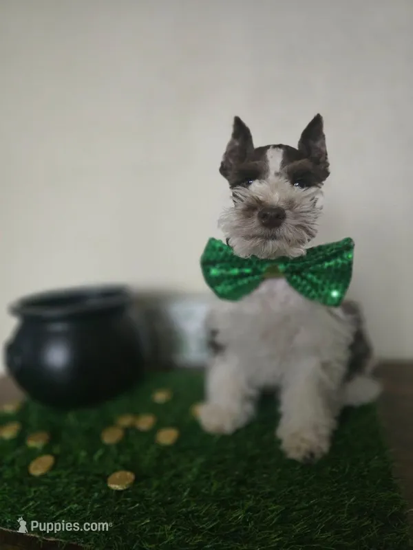 Ricky – Miniature Schnauzer puppy for sale in Wichita, KS