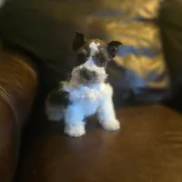 Ricky, a male Miniature Schnauzer for sale in Wichita, KS – Photo 3 of 7