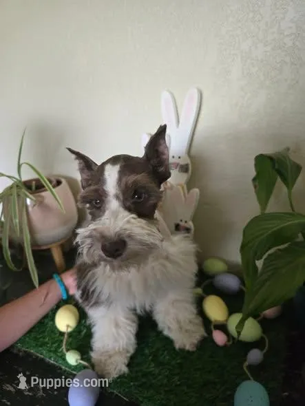 Ricky – Miniature Schnauzer puppy for sale in Wichita, KS