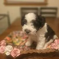 Ricky, a male Miniature Schnauzer for sale in Wichita, KS – Photo 1 of 2