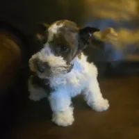 Ricky, a male Miniature Schnauzer for sale in Wichita, KS – Photo 5 of 7