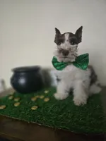 Ricky, a male Miniature Schnauzer for sale in Wichita, KS – Photo 2 of 7