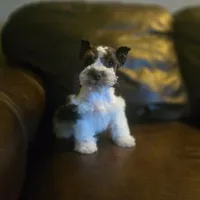 Ricky, a male Miniature Schnauzer for sale in Wichita, KS – Photo 4 of 7