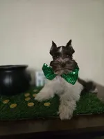 Bobby, a male Miniature Schnauzer for sale in Wichita, KS – Photo 2 of 8