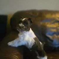 Bobby, a male Miniature Schnauzer for sale in Wichita, KS – Photo 4 of 8