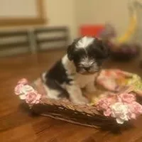 Bobby, a male Miniature Schnauzer for sale in Wichita, KS – Photo 7 of 8