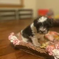 Bobby, a male Miniature Schnauzer for sale in Wichita, KS – Photo 8 of 8