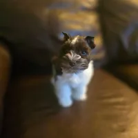 Bobby, a male Miniature Schnauzer for sale in Wichita, KS – Photo 5 of 8